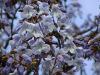 Rychlerostoucí stromy -  pavlovnie plstnatá (Paulownia tomentosa)