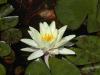 Nymphaea alba - leknín bílý