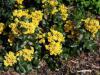 Mahonia aquifolium 'Apollo' - mahónie cesmínolistá