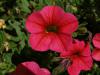 Calibrachoa - kalibrachoa