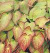 Epimedium x rubrum - škornice červená  (READERS DIGEST VÝBĚR)