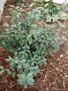 Elaeagnus x ebbingei - hlošina Ebbingeova