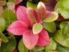 Gaultheria - libavka