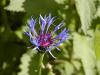 Centaurea montana - chrpa horská