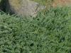 Juniperus horizontalis 'Wiltonii' - jalovec plazivý