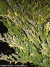 Juniperus horizontalis 'Andorra Variegata' - jalovec polehlý