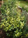 Elaeagnus x ebbingei 'Limelight' - hlošina Ebbingeova