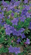 Lithodora diffusa 'Heavenly Blue' - kamejnička rozkladitá (READERS DIGEST VÝBĚR)