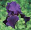 Iris barbata - kosatec německý (KNIŽNÍKLUB)