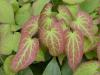 Epimedium - škornice