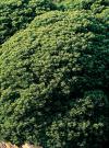 Hebe cupressoides 'Boughton Dome' - hebe cypřišovitá (READERS DIGEST VÝBĚR)