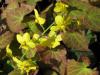 Epimedium perralchicum 'Frohnleiten' - škornice