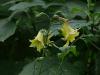 Kirengeshoma palmata - kirengešoma dlanitá