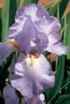 Iris 'Jane Phillips' - kosatec (READERS DIGEST VÝBĚR)