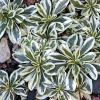 Arabis procurrens 'Variegata' - huseník výběžkatý