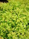 Berberis thunbergii 'Tiny Gold'® - dřišťál Thunbergův