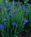 Iris sibirica 'Ego' - kosatec sibiřský (READERS DIGEST VÝBĚR)