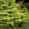 Juniperus chinensis 'Old Gold' - jalovec čínský