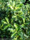 Ilex x meserveae 'Goldader' - modrá cesmína