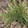 Juniperus horizontalis 'Prince of Wales' - jalovec polehavý