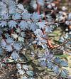 Acaena saccaticupula 'Blue Haze' - acéna ostruhatá, bedrnička (READERS DIGEST VÝBĚR)