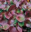 Galax urceolata - galax baňkovitá (READERS DIGEST VÝBĚR)