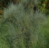 Ephedra distachya - chvojník dvouklasý