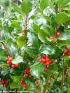 Ilex x meserveae 'Blue Seedling' - modrá cesmína