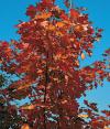 Quercus coccinea 'Splendens' - dub šarlatový (READERS DIGEST VÝBĚR)