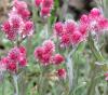 Antennaria dioica 'Rubra' - kociánek dvoudomý