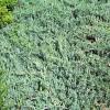 Juniperus horizontalis 'Wiltonii' - jalovec polehlý
