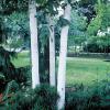 Betula - bříza