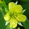 Waldsteinia geoides – mochnička kuklíková
