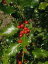 Ilex aquifolium - cesmína ostrolistá
