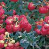 Gaultheria mucronata 'Bell’s Seedling' - libavka hrotitá (READERS DIGEST VÝBĚR)