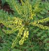 Mahonia x media 'Charity' - mahonie střední