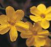 Jasminum nudiflorum - jasmín nahokvětý (READERS DIGEST VÝBĚR)