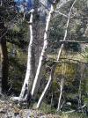 Betula alba - bříza bílá