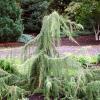Juniperus communis 'Horstmann' - jalovec obecný