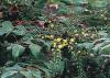 Mahonia japonica - mahónie japonská (READERS DIGEST VÝBĚR)