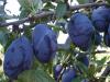 Prunus domestica 'Presenta' - švestka (ŠKOLKA PŘÍBOR)