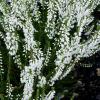 Calluna vulgaris 'Alba Praecox' - vřes obecný