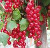 Ribes rubrum 'Tatran' - červený rybíz (ŠKOLKA PŘÍBOR)