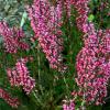 Calluna vulgaris 'Alexandra' - vřes obecný