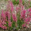 Calluna vulgaris 'Arabella' - vřes obecný