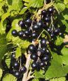 Ribes nigrum 'Titania' - rybíz  černý (HRUŠKA ŠKOLKY)