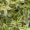 Weigela x hybrida 'Nana Variegata' - vajgélie