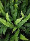 Blechnum spicant - žebrovice různolistá