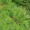 Calluna vulgaris 'Minima' - vřes obecný