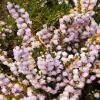 Calluna vulgaris 'Camla' - vřes obecný